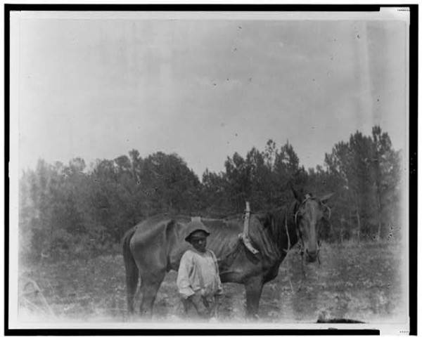 African American boy standing with horse attached to plow