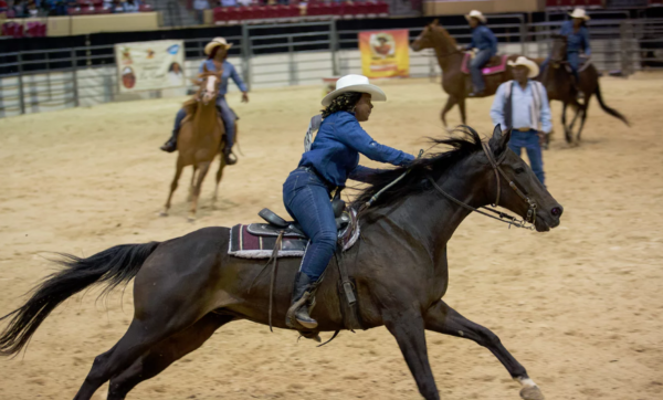 Pennie Brown of Cowgirls of Color gathers speed during the barrel relay. Photograph: M Holden Warren