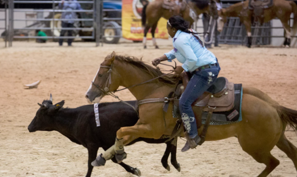 A cowgirl competes in the ladies’ steer undecorating. Photograph: M Holden Warren