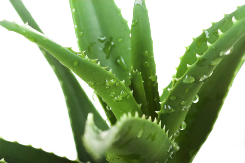 hair cream with aloe vera Aloe Vera & Coconut Hair Repair Cream
